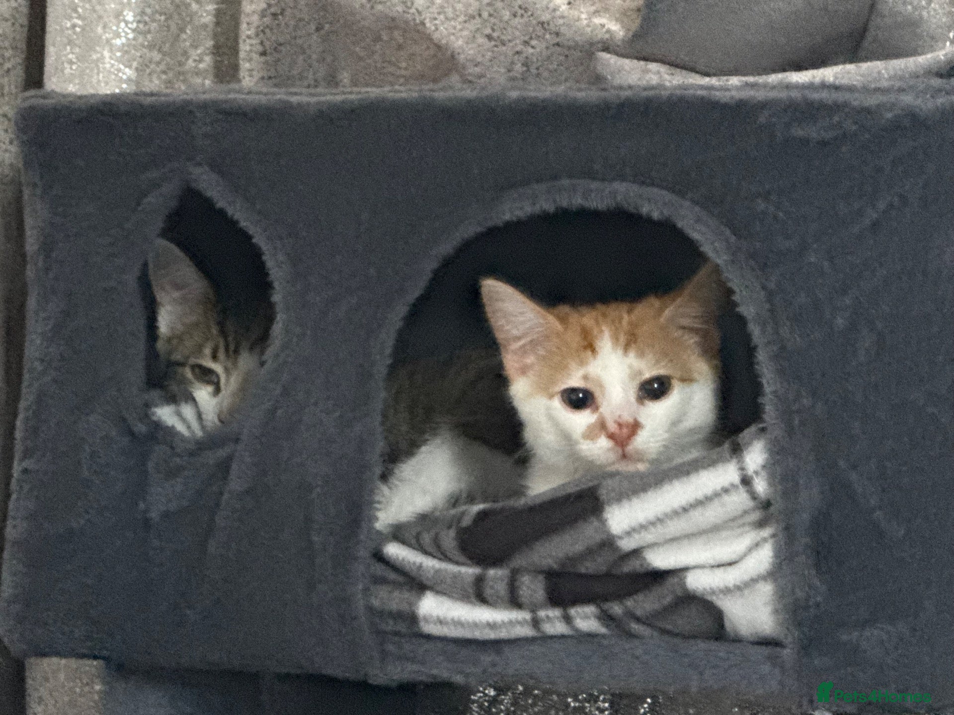 Domestic Shorthair cats Kitten for rehoming  - Advert 3