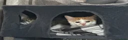 Domestic Shorthair cats for sale: Kitten for rehoming  in Glasgow - Advert 1
