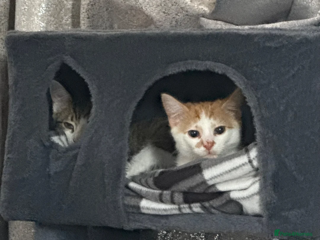 Domestic Shorthair cats for sale: Kitten for rehoming  in Glasgow - Advert 1