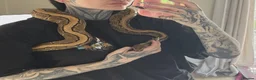 Python Snake reptiles for sale: Royal Python & SetUp in Gloucester - Advert 6