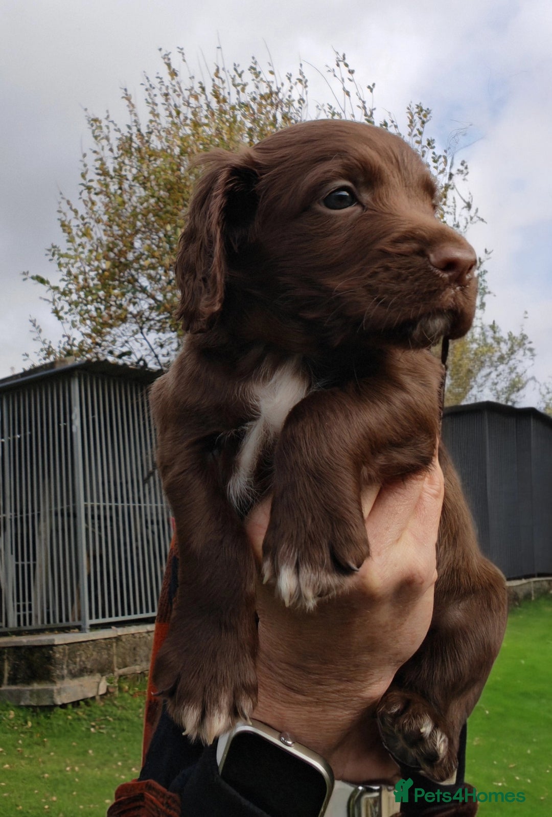 Sprocker dogs for sale: Adorable, well-socialised Sprocker Spaniel puppies - Image 21