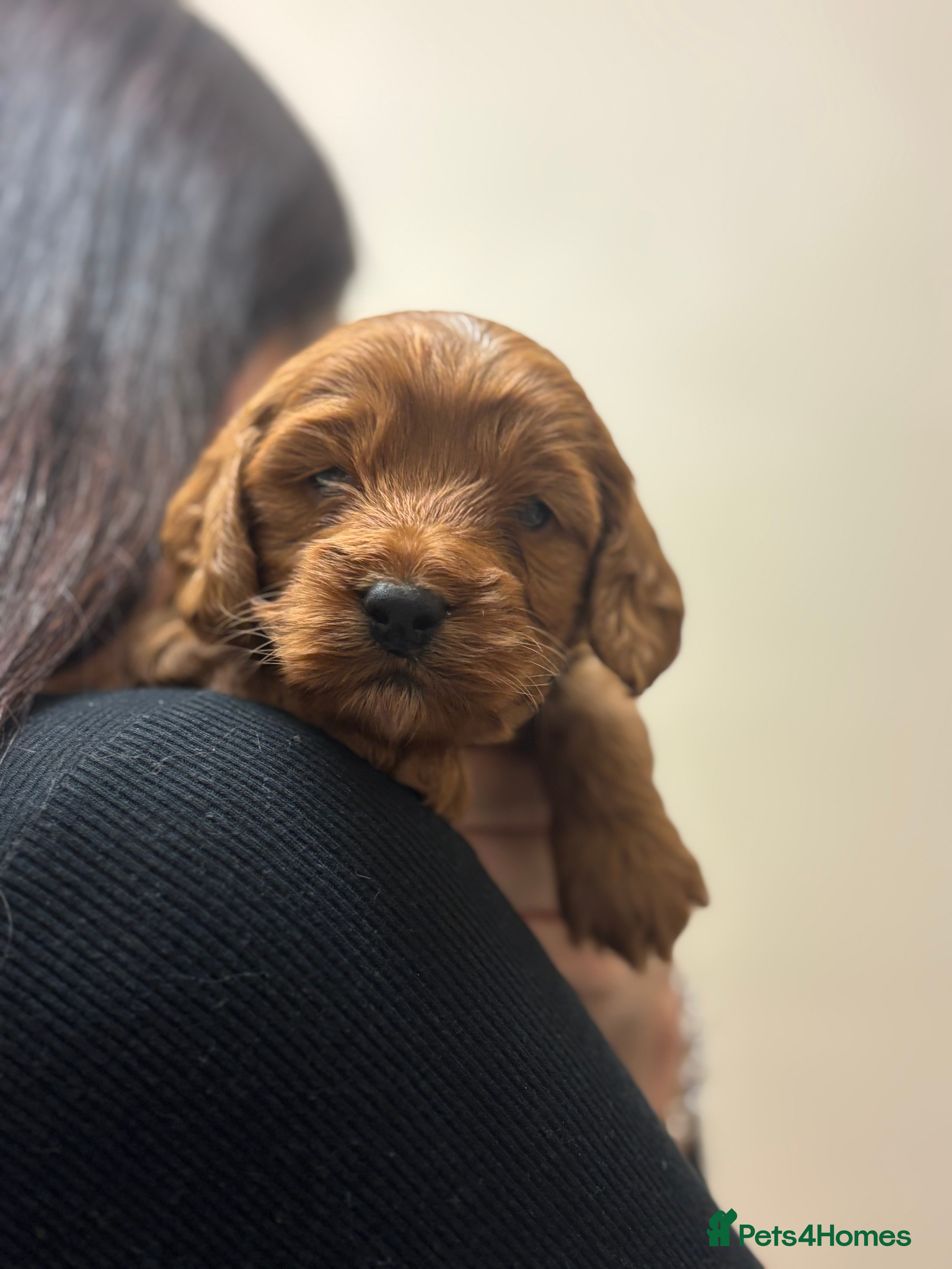 Cockapoo dogs Red stunning F1b Cockapoo pups  😍 - Advert 1