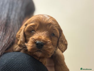 Cockapoo dogs One Girl 🩷 Red stunning F1b Cockapoo pups 😍 - Advert 14
