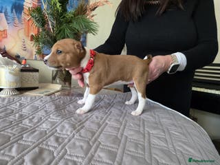 Basenji dogs Adorable Basenji Puppies Awaiting Their Heroes. - Advert 15