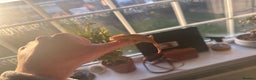 Gecko reptiles for sale: Two 6 month crested geckos with full set up - Advert 2