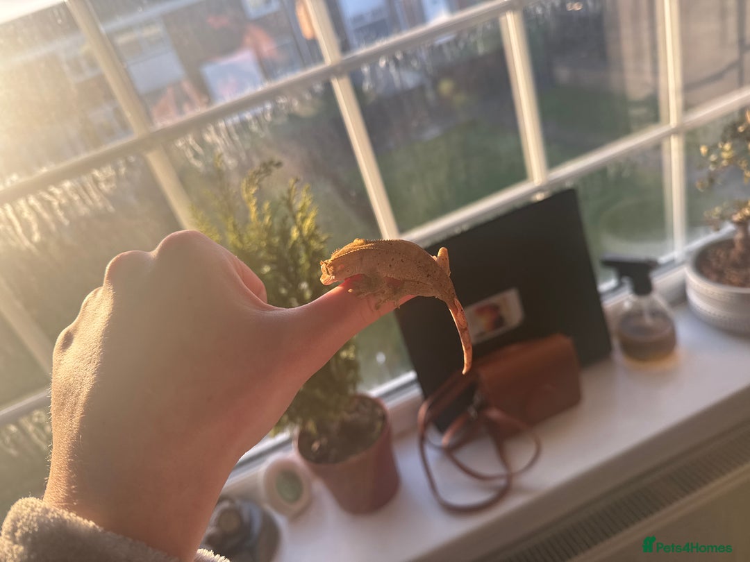 Gecko reptiles for sale: Two 6 month crested geckos with full set up - Advert 2