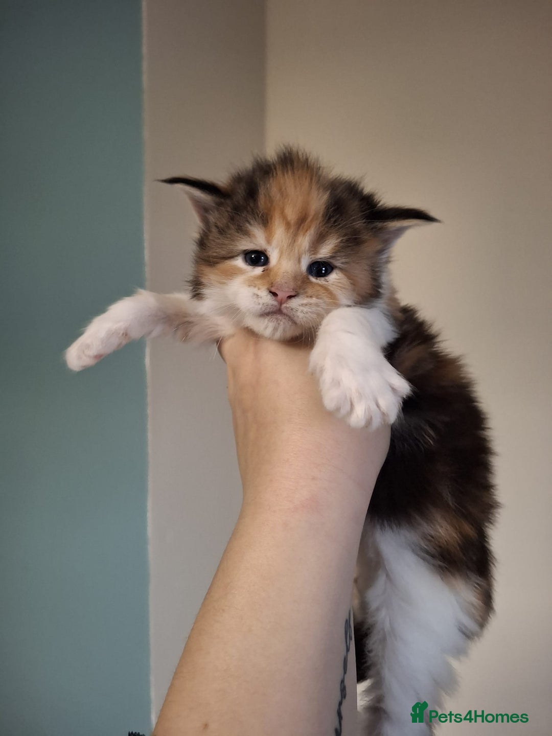Maine Coon cats for sale: Beautiful Maine Coon Kittens  - Advert 5