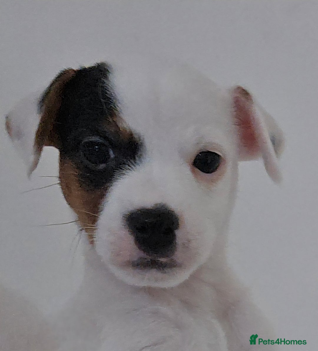 Parson Russell dogs for sale: Parson Russell Puppies - Advert 10