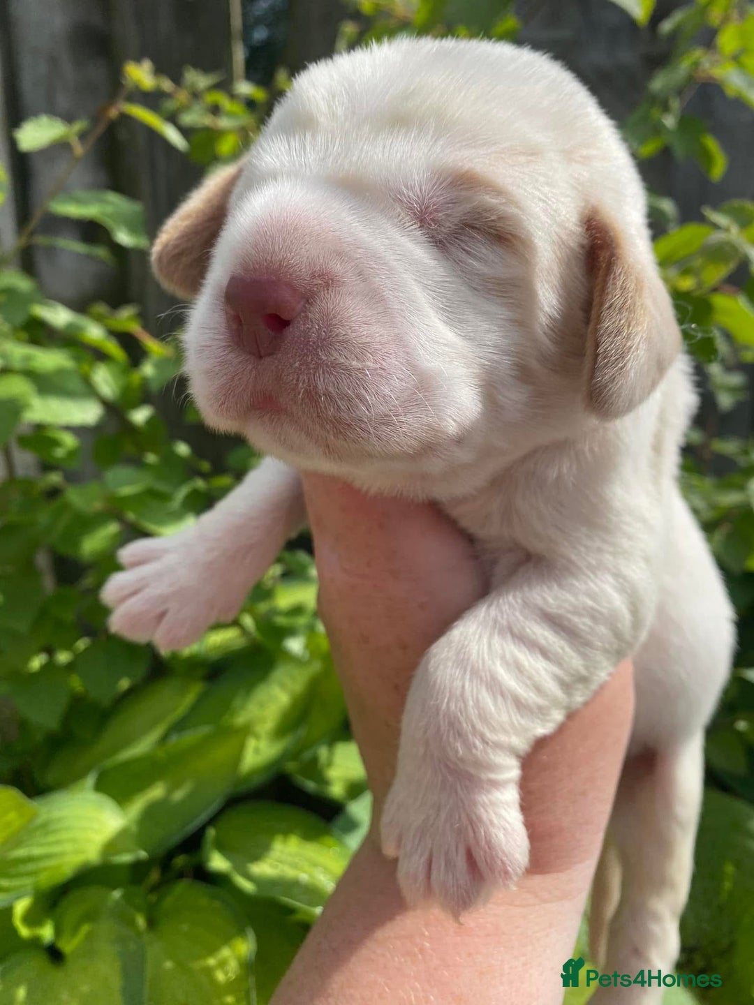 Italian Spinone dogs for sale: ITALIAN SPINONE WAITING LIST OPEN -DUE OCT - Image 9