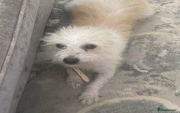 Jackapoo dogs for sale: Cream jackapoos f1b short legged  - Image 16