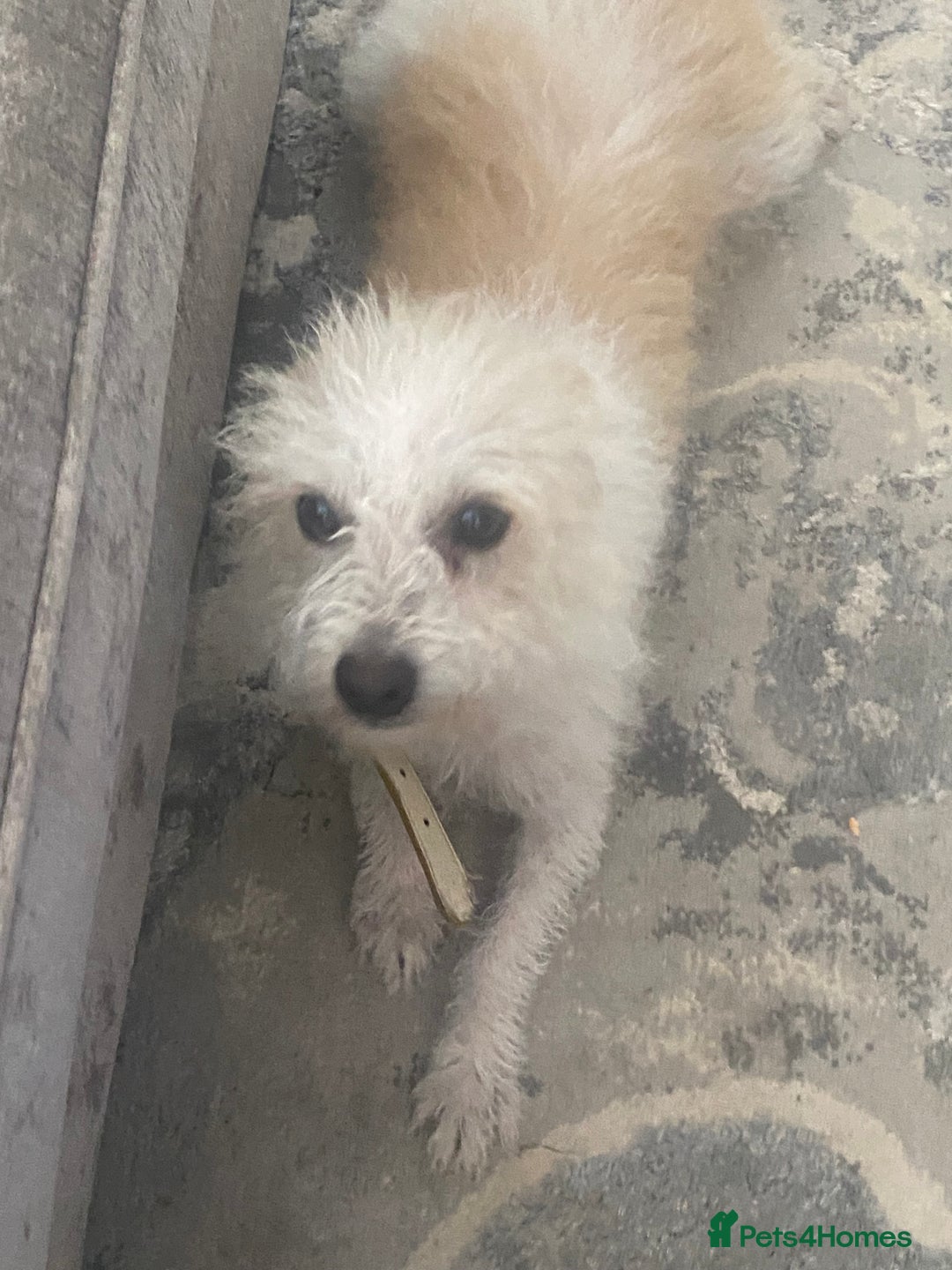 Jackapoo dogs for sale: Cream jackapoos f1b short legged  - Image 16