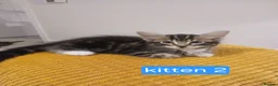 Bengal cats for sale: Bengal- mainecoon mix - Advert 22