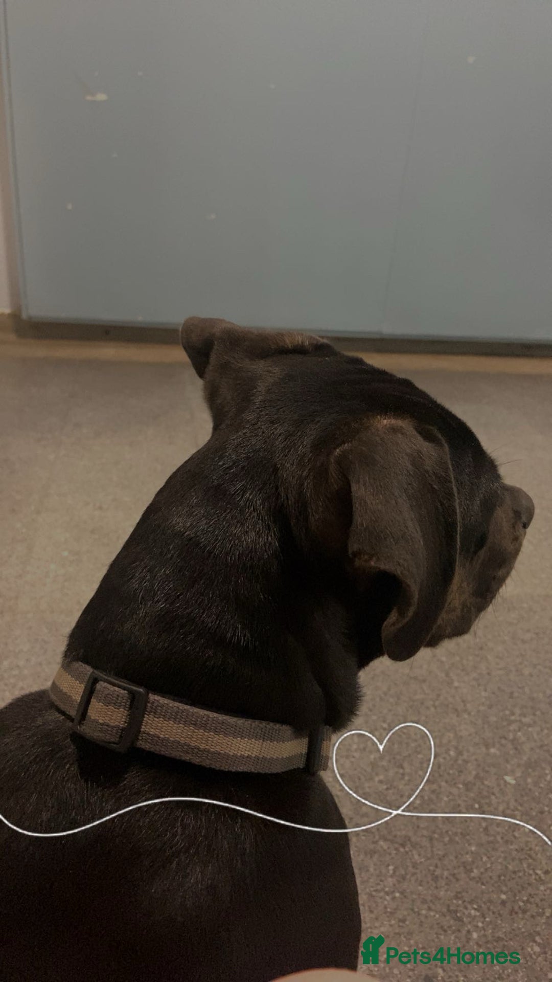 Mixed Breed dogs for sale: Puppy for sale - Advert 2