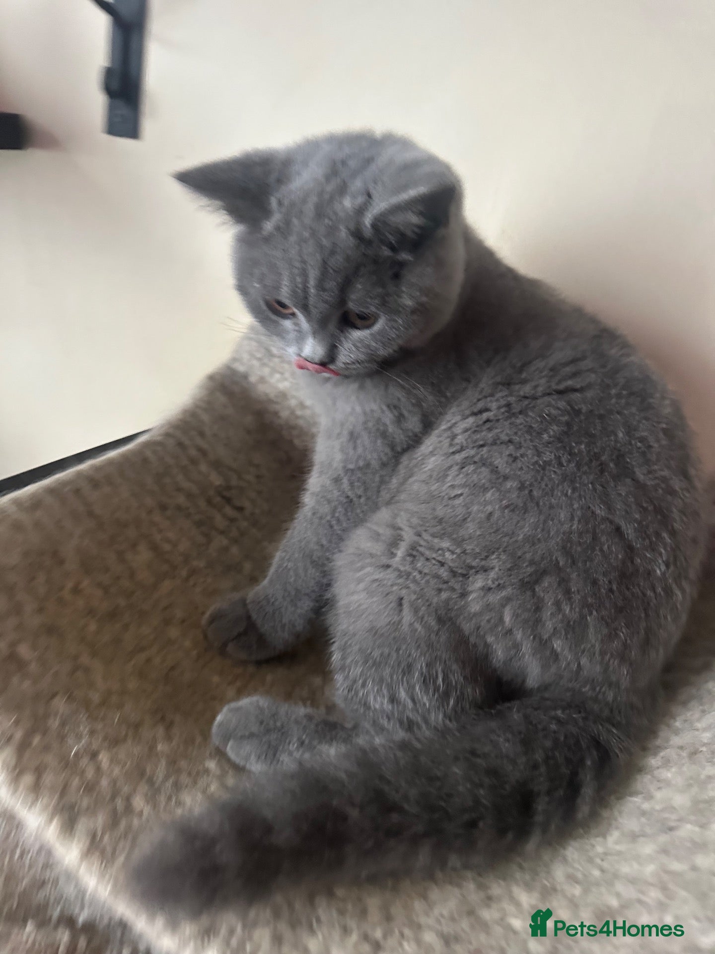 British Shorthair cats for sale: Pure Pedigree GCCF-Registered kittens  - Advert 3