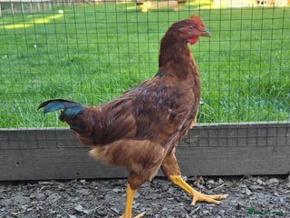 Chickens poultry - Advert 35