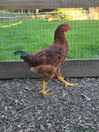Chickens poultry - Advert 11