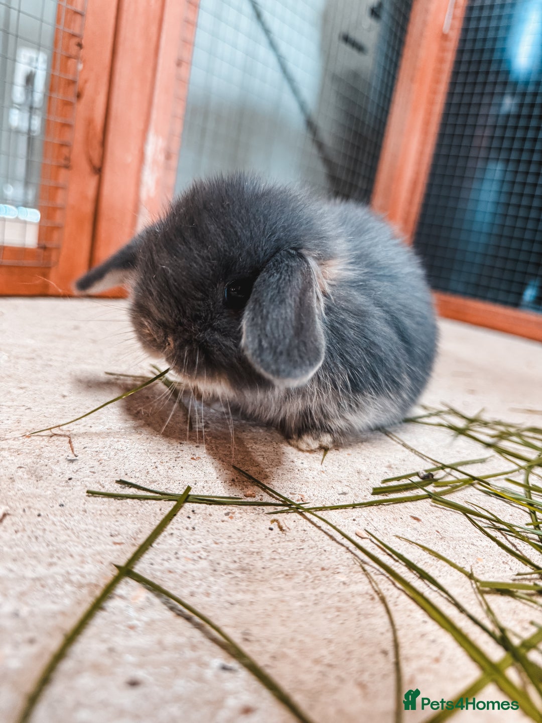 Mini Lop rabbits for sale: 🖤🩶 GORGEOUS LITTER OF PUREBRED MINI LOPS 🖤🩶 - Image 13