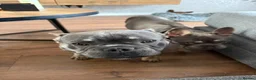 French Bulldog dogs for sale: 🐾 Disney Villain Frenchie Litter 🐾  - Advert 11