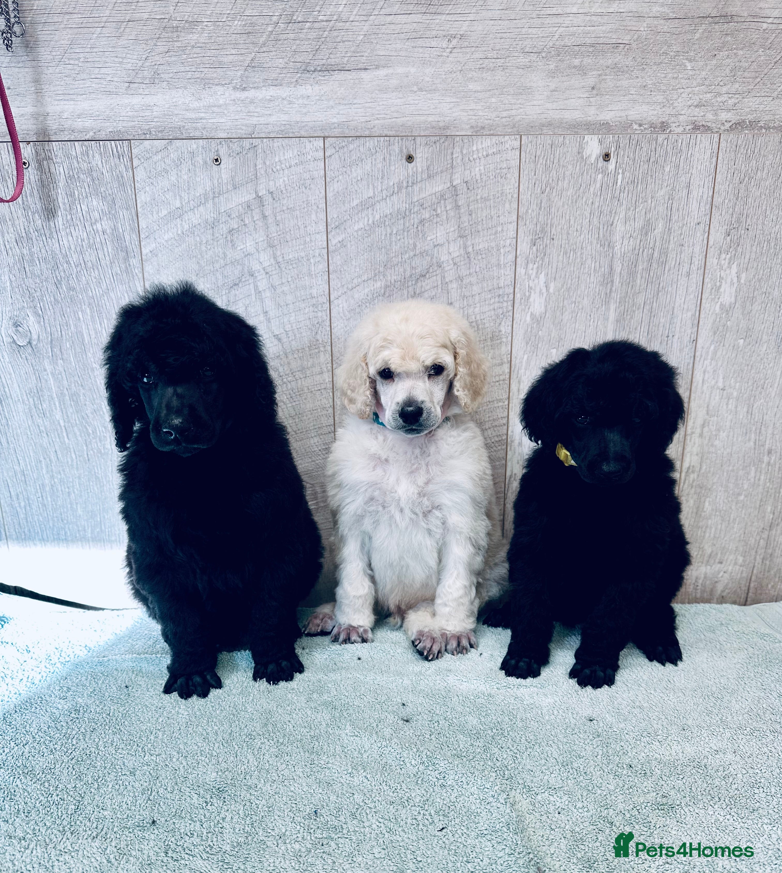 Standard Poodle dogs Seven Wonders of Standard Poodle Puppies - Advert 3