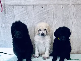 Standard Poodle dogs Seven Wonders of Standard Poodle Puppies - Advert 1
