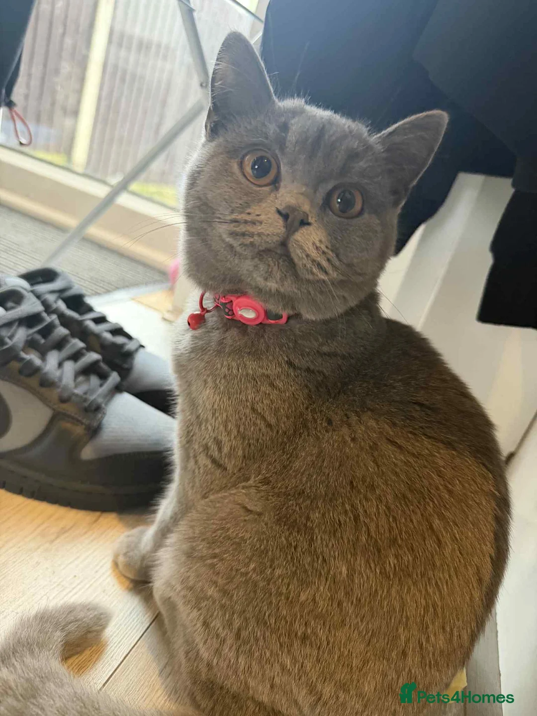 British Shorthair cats for sale: British blue female  - Advert 3