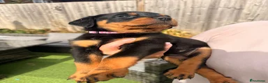 Rottweiler 4
