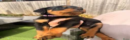 Rottweiler dogs for sale: Not tobe missed Beautiful strong healthy pups  - Advert 11