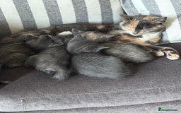 Domestic Shorthair cats for sale: Beautiful girl kittens available - Image 4