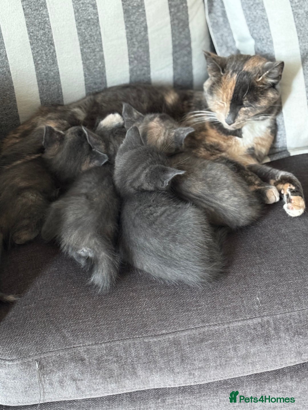 Domestic Shorthair cats for sale: Beautiful girl kittens available - Image 4