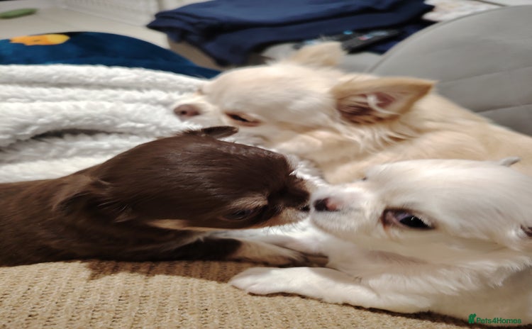 Chihuahua dogs Kc registered girls available  - Advert 8