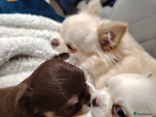 Chihuahua dogs Kc registered girls available - Advert 10