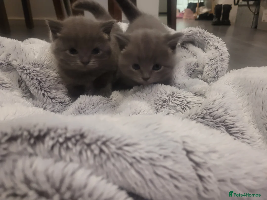 British Shorthair cats for sale: BSH kittens  - Advert 3