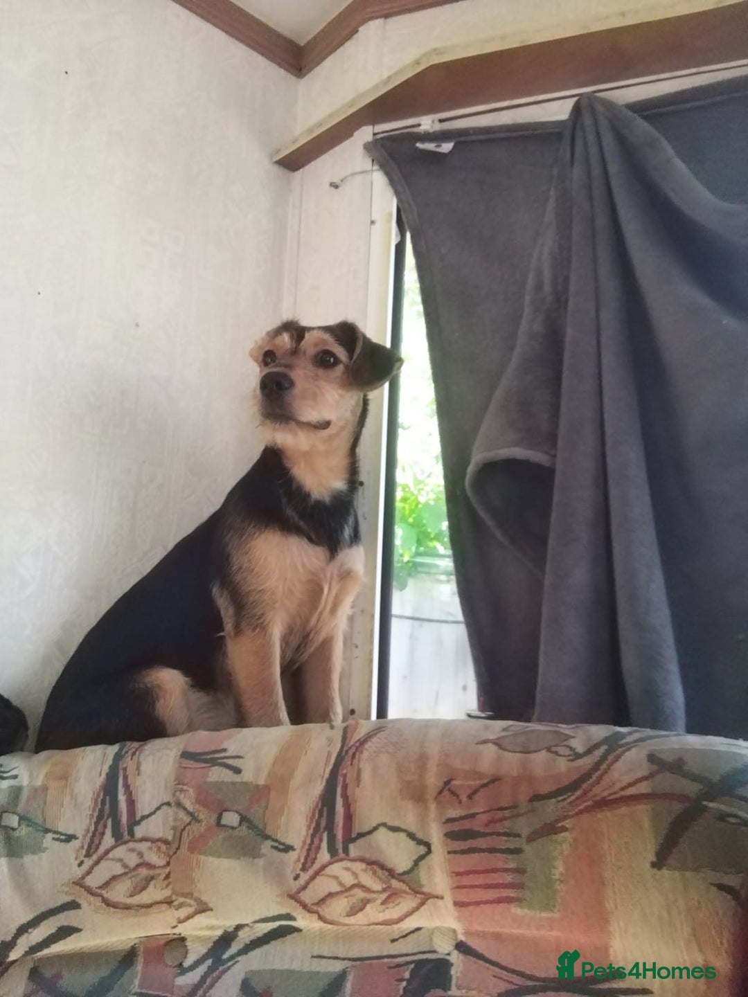 Mixed Breed dogs for sale: Meet Loki - Image 1