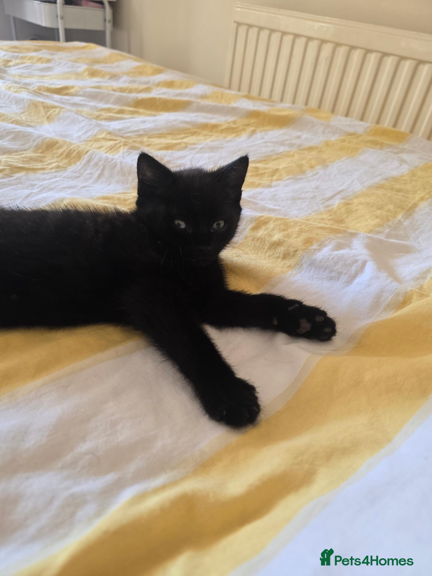 Mixed Breed cats A very cute black female kitten is for sale. - Advert 1