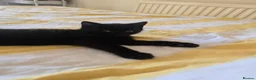 Mixed Breed cats for sale: A very cute black female kitten is for sale. in Bognor Regis - Advert 1
