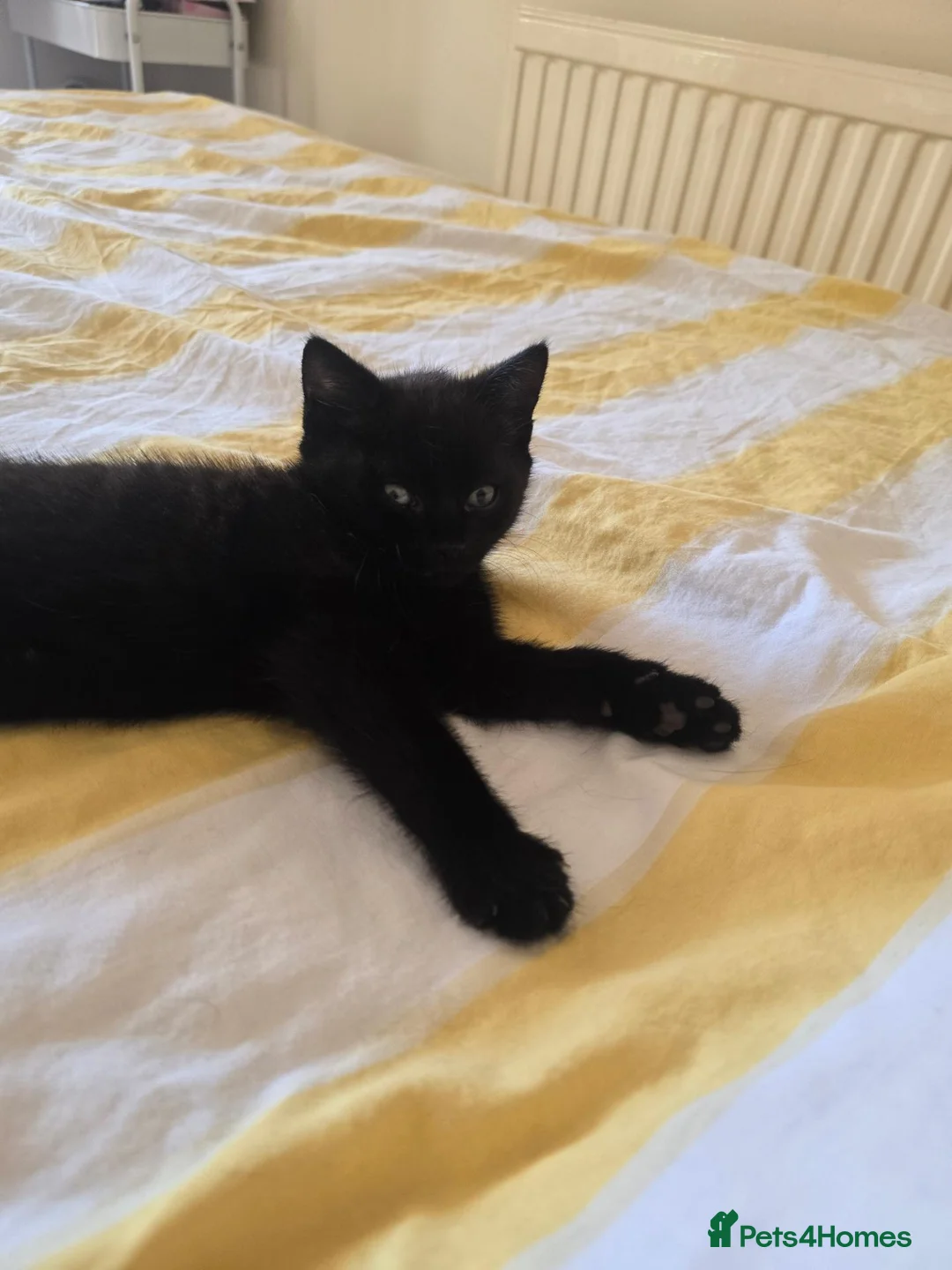 Mixed Breed cats for sale: A very cute black female kitten is for sale. in Bognor Regis - Advert 1