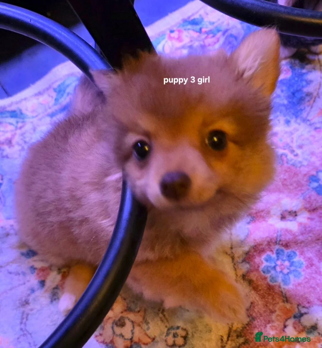 Pomchi dogs for sale: Pomchi puppies ready to go now - Advert 2
