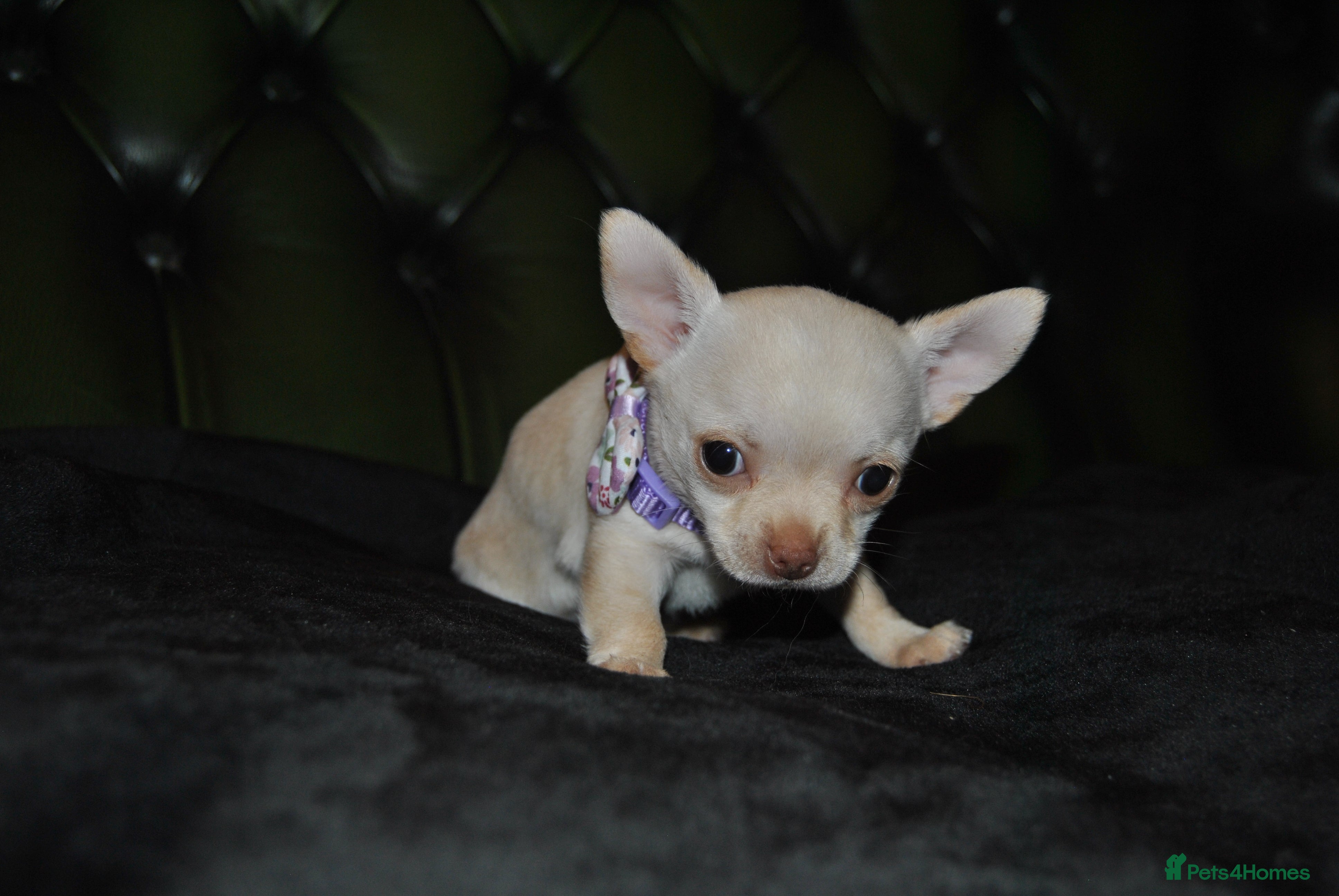 Chihuahua dogs Rare white  **  Chihuahua- girls  - Advert 16