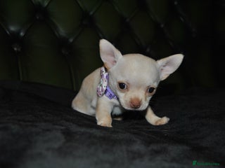 Chihuahua dogs Rare white ** Chihuahua- girls - Advert 14