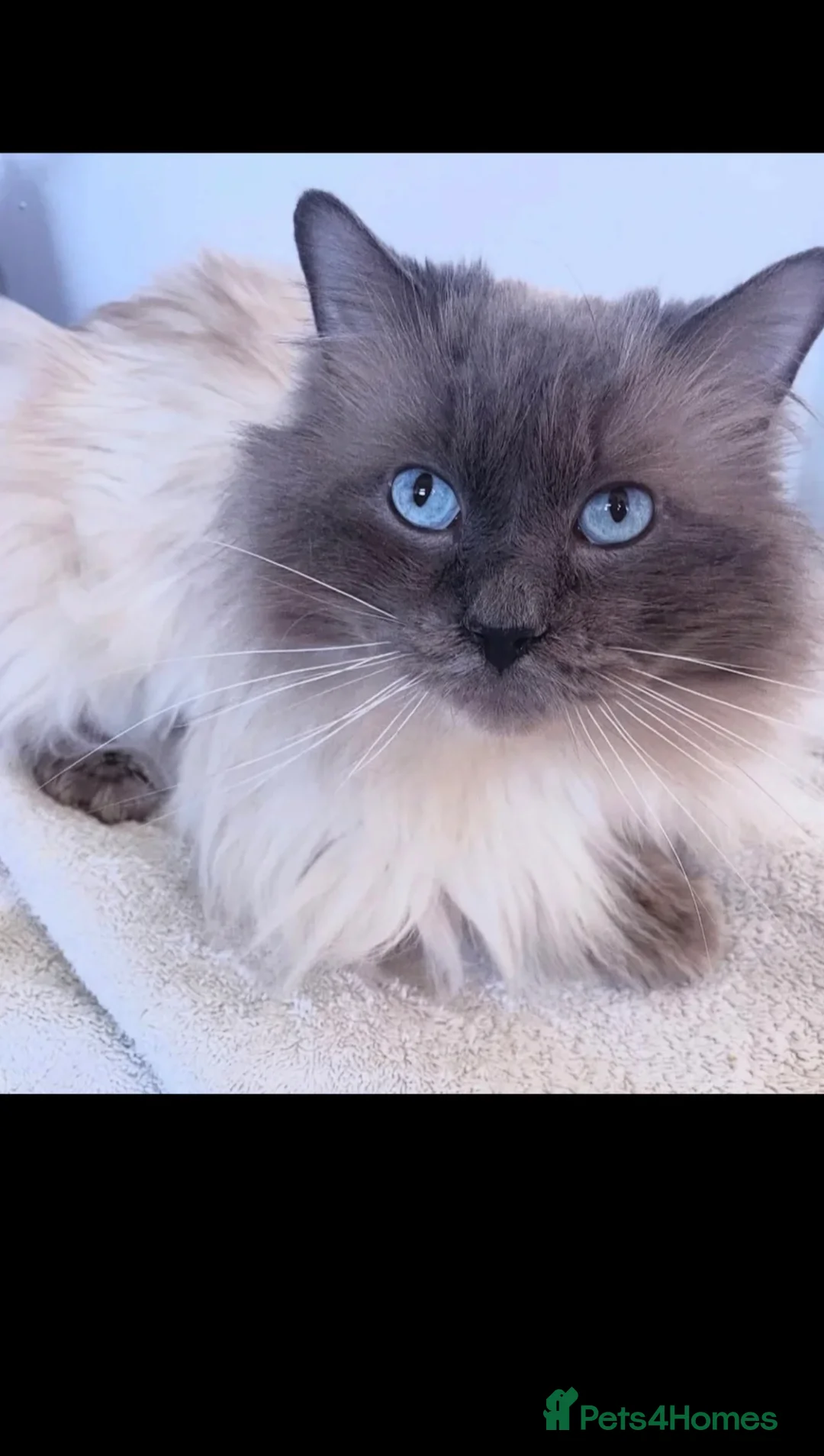 Ragdoll cats for sale: Beautiful blue point and bicolour ragdoll kittens - Advert 2