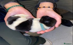 Akita dogs for sale: Beautiful American Akita Puppies  - Advert 25