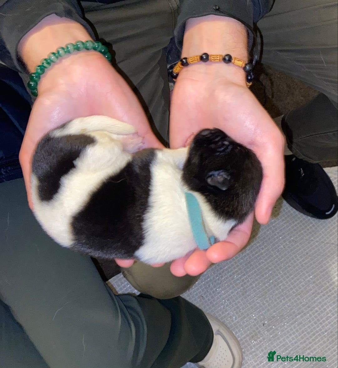 Akita dogs for sale: Beautiful American Akita Puppies  - Advert 25