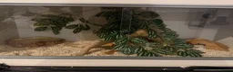 Corn Snake reptiles for sale: 2 corn snakes  - Advert 3