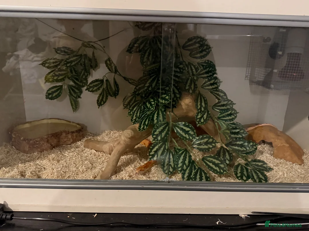 Corn Snake reptiles for sale: 2 corn snakes  - Advert 3
