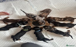 Dachshund dogs for sale: Mini dachshunds - 1 girl available - Image 2