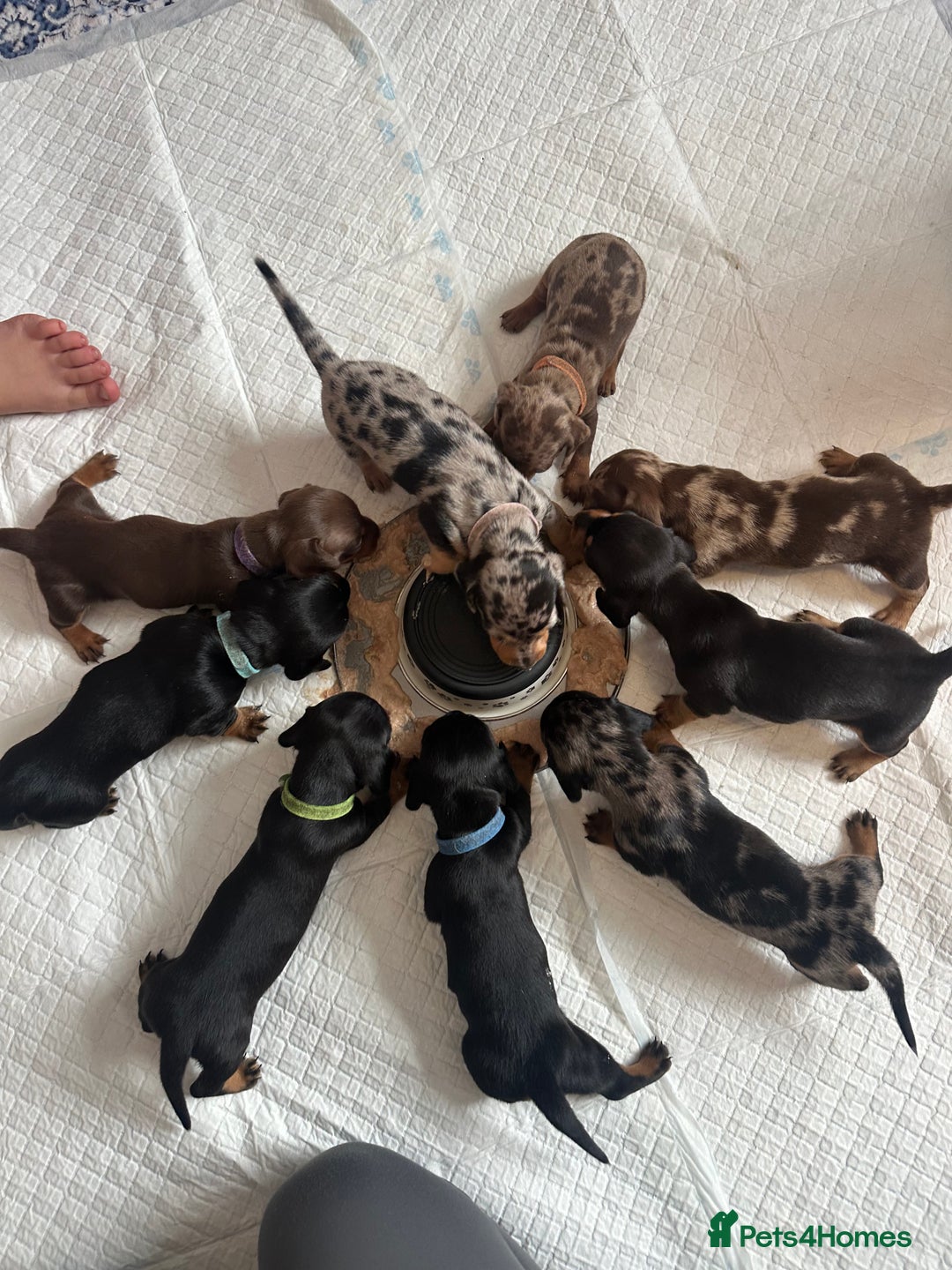 Dachshund dogs for sale: Mini dachshunds - 1 girl available - Image 2