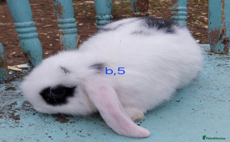 Mini Lop rabbits - Advert 15