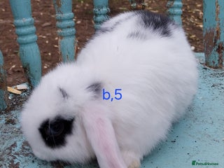 Mini Lop rabbits - Advert 32