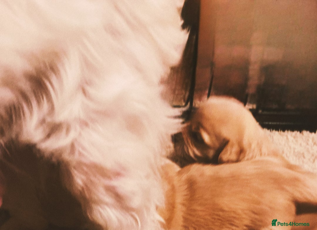 Maltipoo dogs for sale: 🧸🧸Teddy bears🧸🧸 - Image 7