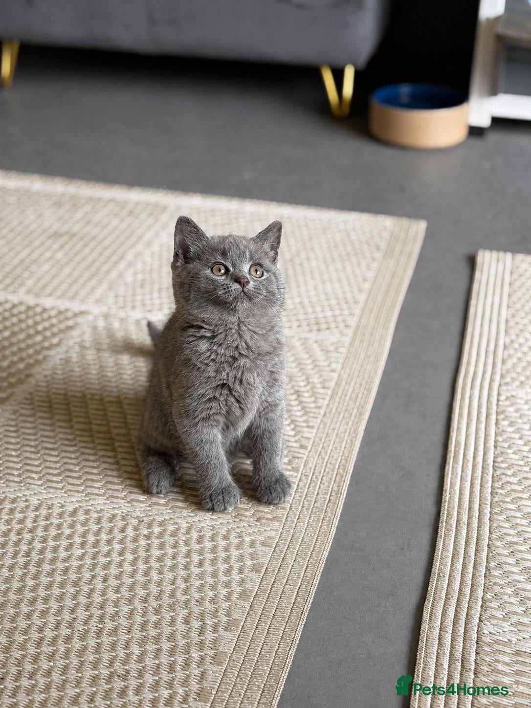 British Shorthair cats Pure british short hairs - Advert 2